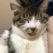 てとまる(・∀・)