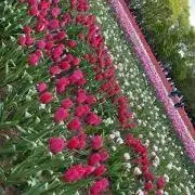 aaaa