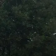 DA