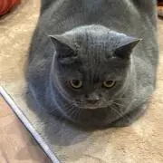 かわの画像