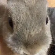 ちゃんぽんの画像