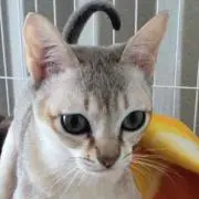 レビンの画像