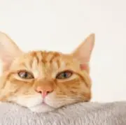ねこの画像