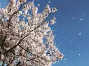 そらたねの画像