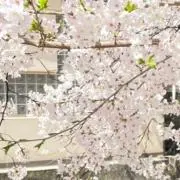 さくの画像
