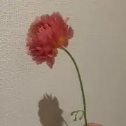 とりるの画像