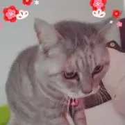にゃんの画像