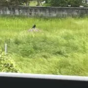 モーマンタイの画像