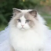 にゃんたろうの画像