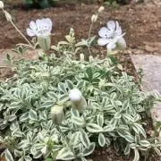 うさぎの画像