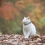 ねこの画像