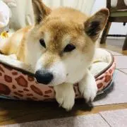 柴