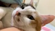 いちごの画像