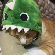 のらトラの画像
