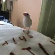大福