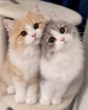 Irisの画像