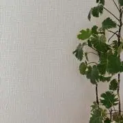 momoの画像