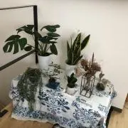 ユウジーンの画像
