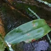 FROUDの画像