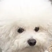 チロルチョコの画像