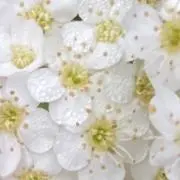 HANAの画像