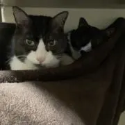 こてつの画像