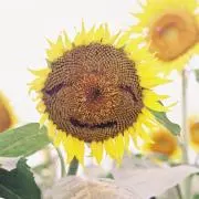 minimumの画像