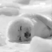 へいほーの画像