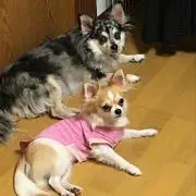 紫苑　プロフィールをご確認下さいませ。の画像