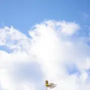 コレクターな百姓の画像