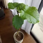ウンベラータの画像