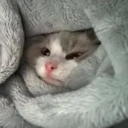 カレーまんの画像
