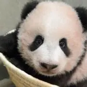 ニコタンの画像