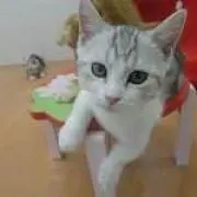 ひなうさぎ72