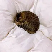 りえっちょ