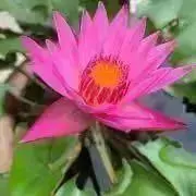 茶林の画像