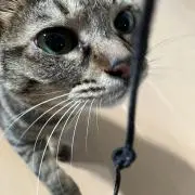 ののの画像