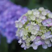 a_ajisaiの画像