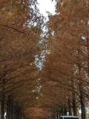 popota（即購入OK）の画像