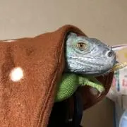 みかりんの画像