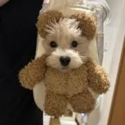 まるしゃん。の画像
