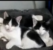 オクラ
