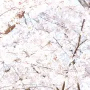 あやか