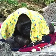 だいなごん