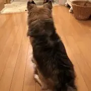 めぐちゃん