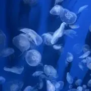 sakuの画像