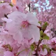 kazexの画像