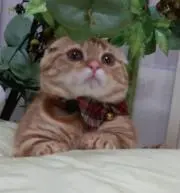 あおいの画像