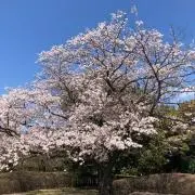 むぎ