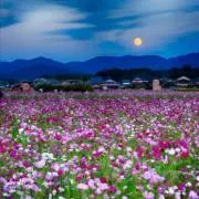 cosmos@プロフ必読の画像